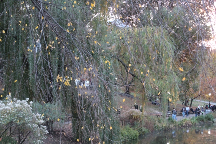 Golden color leaves spread on the branches 